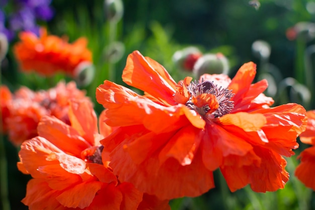 Fleurs et bourgeons de pavot rouge