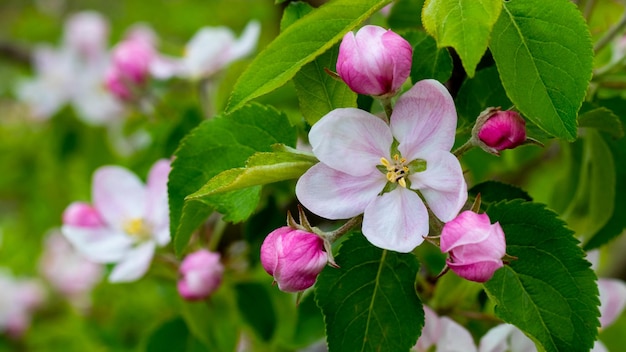 Fleurs et bourgeons de pommiers sur un arbre. Branche de pommier pendant la floraison