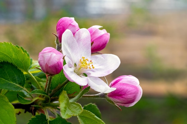 Fleurs et bourgeons de pommiers sur un arbre. Branche de pommier pendant la floraison