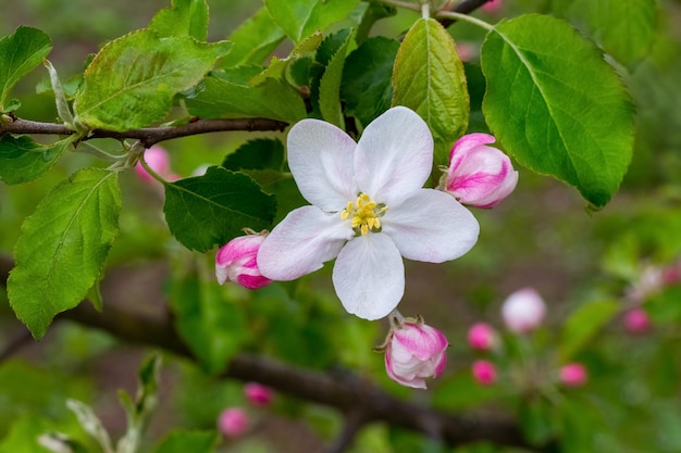 Fleurs et bourgeons de pommiers sur un arbre Branche de pommier pendant la floraison