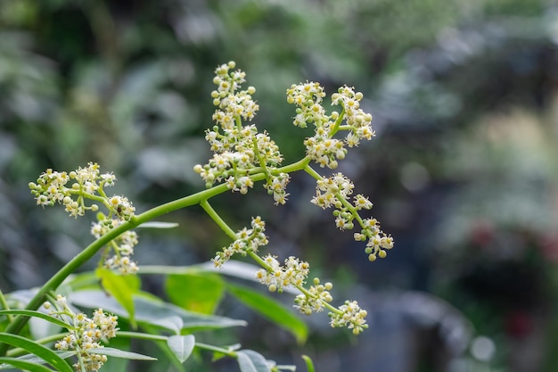 Fleurs et bourgeons de prune de porc sur une branche se bouchent avec mise au point sélective