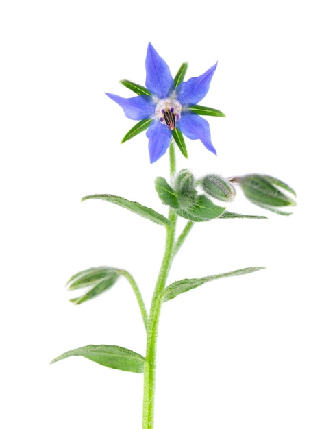 Photo fleurs de bourrache isolées sur fond blanc fleurs de borago officinalis