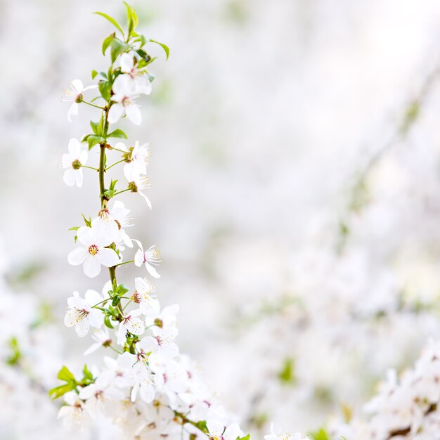 Fleurs sur une branche d'arbre fruitier.