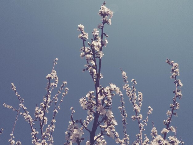 Fleurs sur les branches contre le ciel Style rétro Belles fleurs et bourgeons roses Cerise pomme prune pêche ou abricot arbre du sud Jardin de printemps