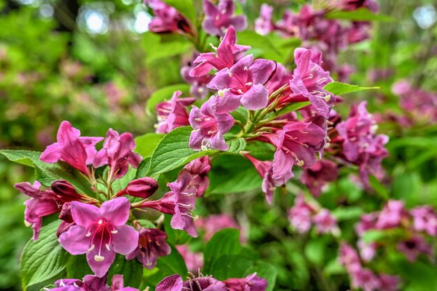 Fleurs de brousse weigela rose