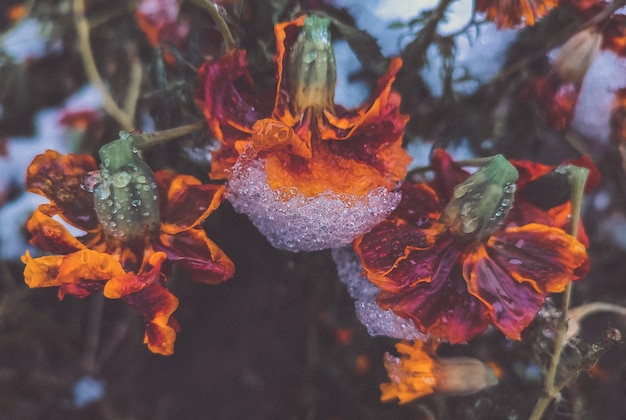 Fleurs brunes en fleurs avec des pétales recouverts de glace de neige le jour d'hiver gros plan