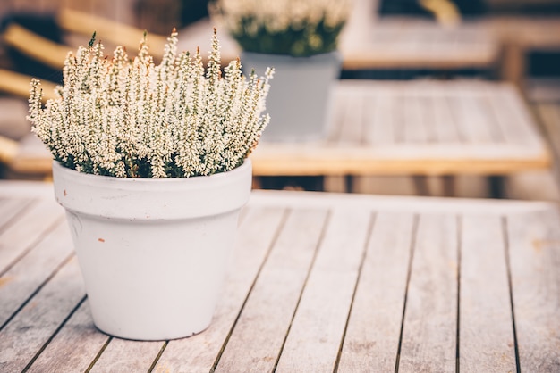 Fleurs de bruyère blanche en pot à l'extérieur