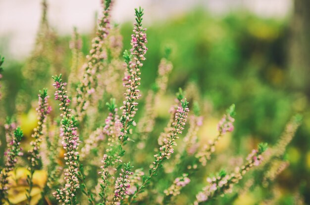 Fleurs de bruyère en fleurs