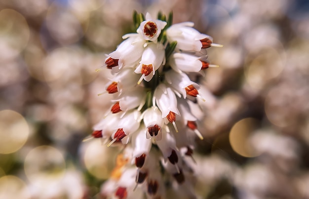 Fleurs de bruyère d'hiver (erica carnea) au printemps. Highlands écossais.