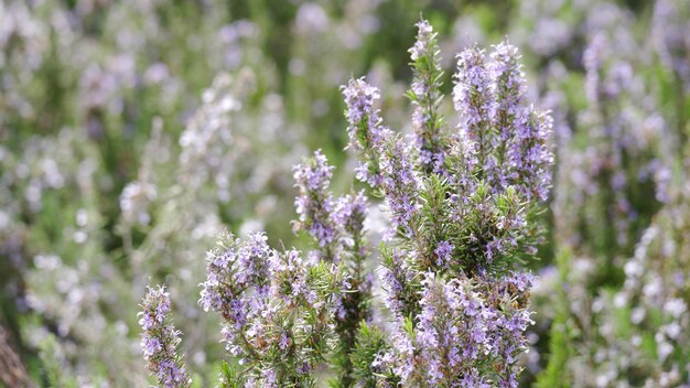 Fleurs de bruyère lilas se bouchent. Un champ plein de bruyère en fleurs. Les buissons de bruyère se balancent au vent. Arrière-plan flou, 4K UHD.