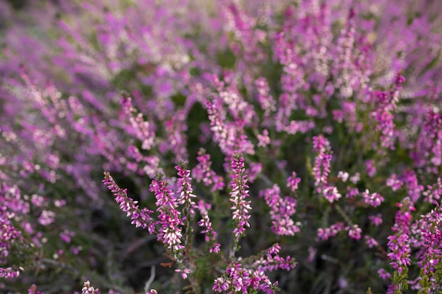 Fleurs de bruyère violette