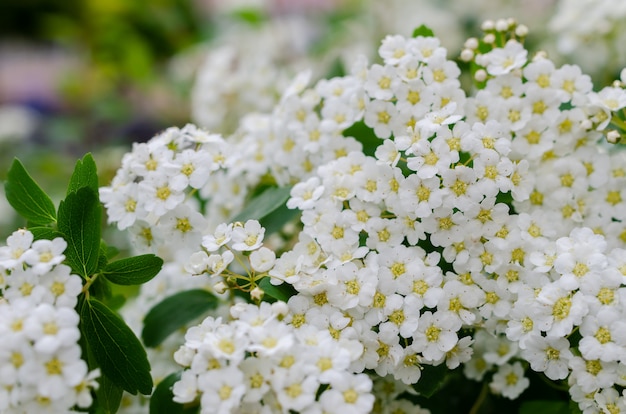 Fleurs de buisson de spirée.