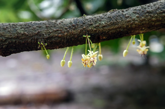 Photo fleurs de cacao theobroma cacao sur un tronc d'arbre en croissance fleurs et fruits de cacao sur un cacaoyer