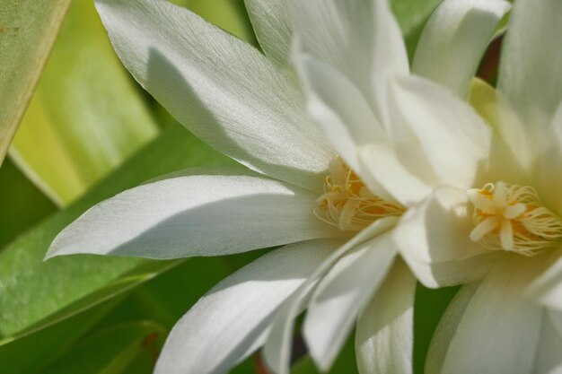 Fleurs de cactus blanc macro journée ensoleillée Blossom floral background selective focus