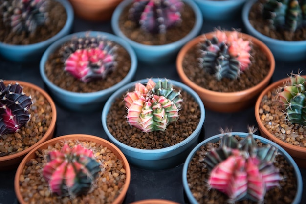 Fleurs de cactus et de cactus populaires pour la décoration