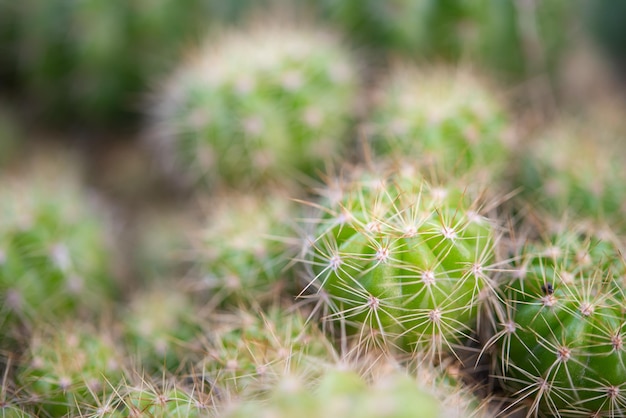 Fleurs de cactus et de cactus populaires pour la décoration