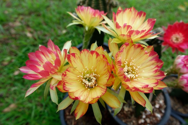 Fleurs de cactus fleur 'Lobivia' charmant cactus de couleur jaune et rouge