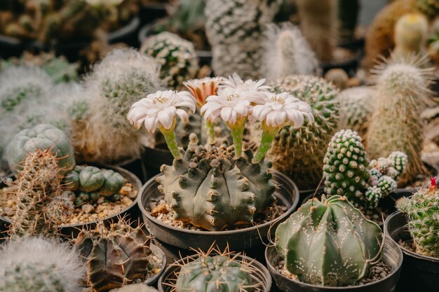 Fleurs de cactus, Gymnocalycium sp. avec fleur blanche fleurit sur pot, succulentes, cactus, cactacées, arbre, plante tolérante à la sécheresse.