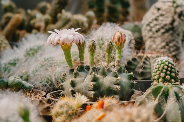 Photo fleurs de cactus, gymnocalycium sp. avec fleur rose et blanche fleurit sur pot, succulentes, cactus, cactacées, arbre, plante tolérante à la sécheresse.