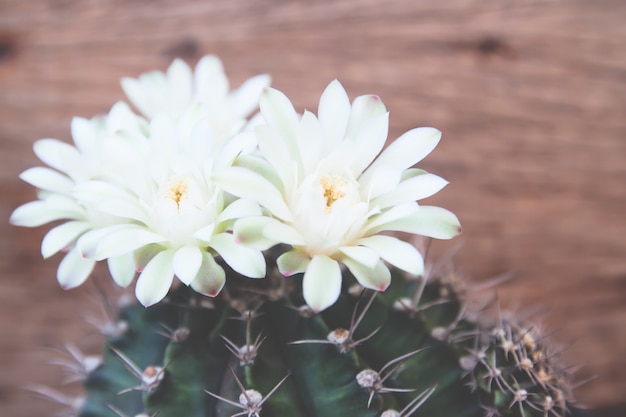 Fleurs de cactus qui poussent dans la poterie, gros plan