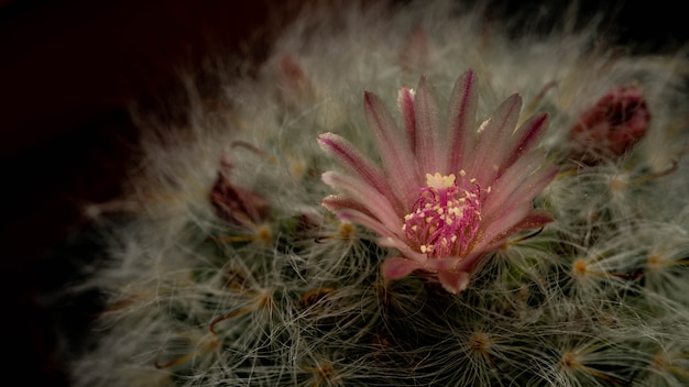 Fleurs de cactus rose pâle sur les poils blancs des plantes de cactus