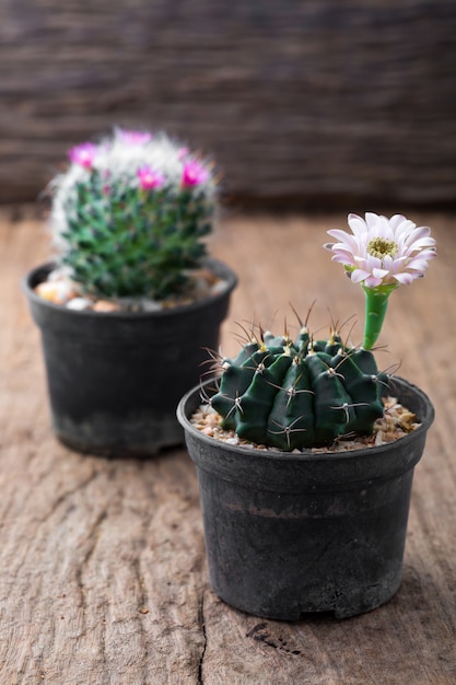 fleurs cactus sur la table en bois