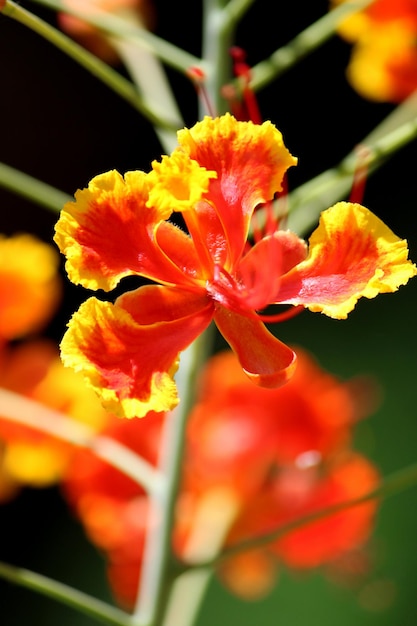 Fleurs de Caesalpinia Pulcherrima sur la plante