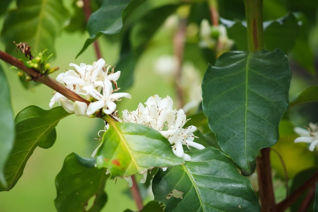 Fleurs de café blanc dans la plantation d'arbres de feuilles vertes se bouchent