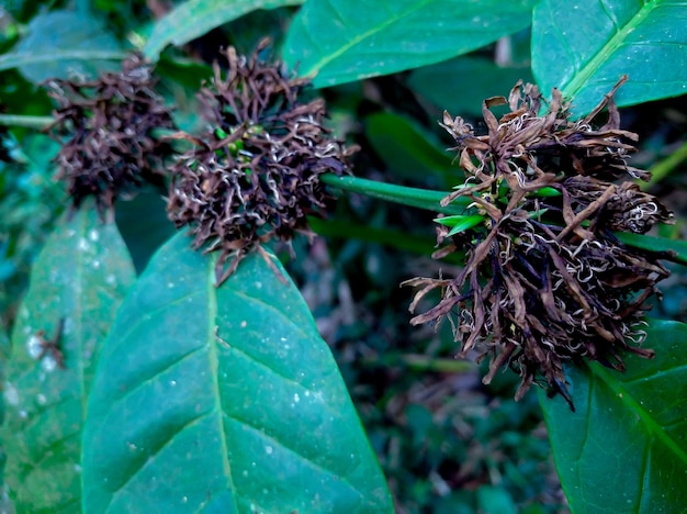 Fleurs de café séchées sur une tige de caféier