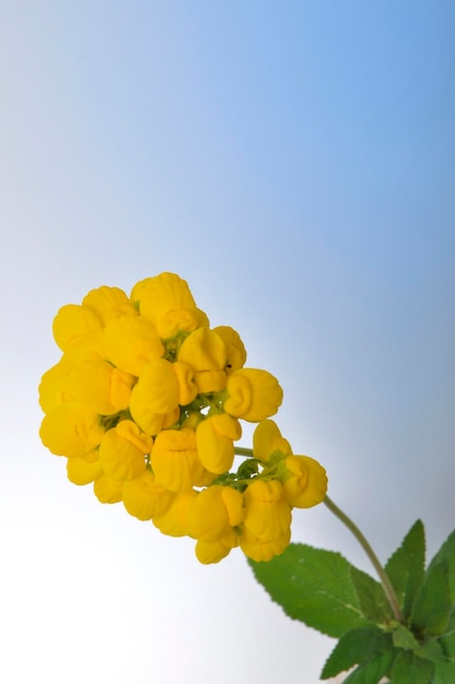 Fleurs de Calceolaria sur fond blanc