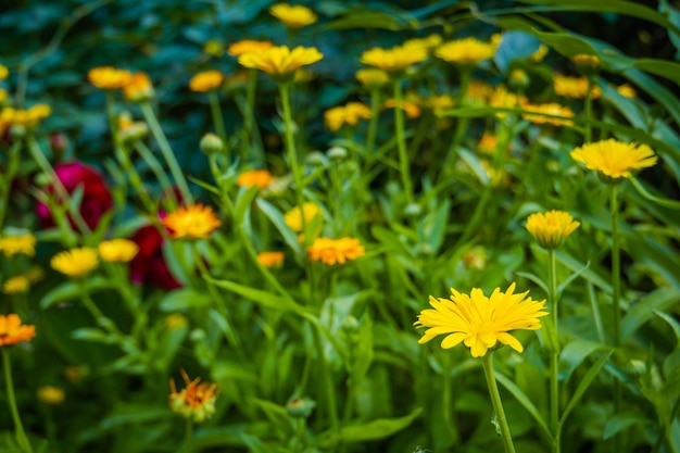 Fleurs de calendula dans le jardin