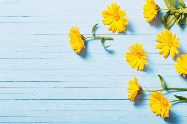 Fleurs de calendula sur fond de bois bleu