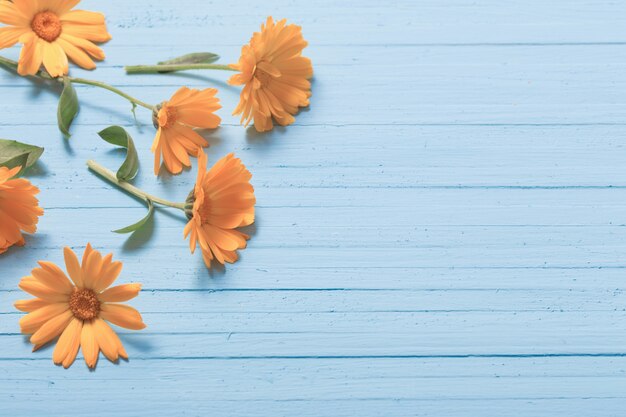 Fleurs de calendula sur fond de bois bleu