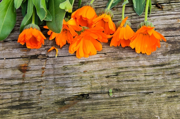 Fleurs de calendula sur le fond en bois