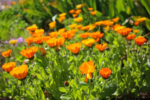 Fleurs de calendula sur un fond de jardin orangegreen flou naturel