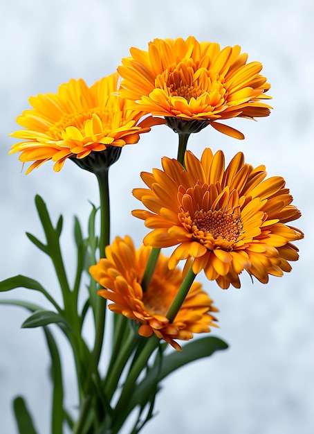 Photo des fleurs de calendula officinalis fleurissant sur une branche avec des feuilles sur un fond blanc