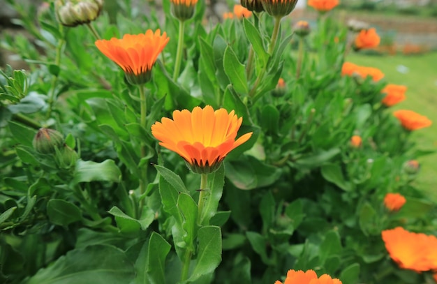 Fleurs de calendula orange dans le jardin de Cuzco, Pérou, Amérique du Sud