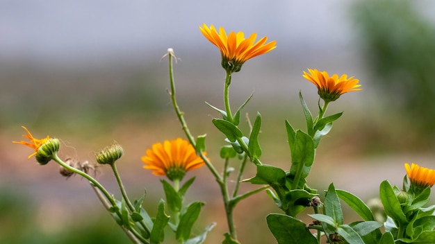 Des fleurs de calendula orange dans le jardin sur un fond flou