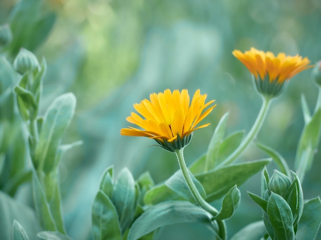 Fleurs de calendula orange vif