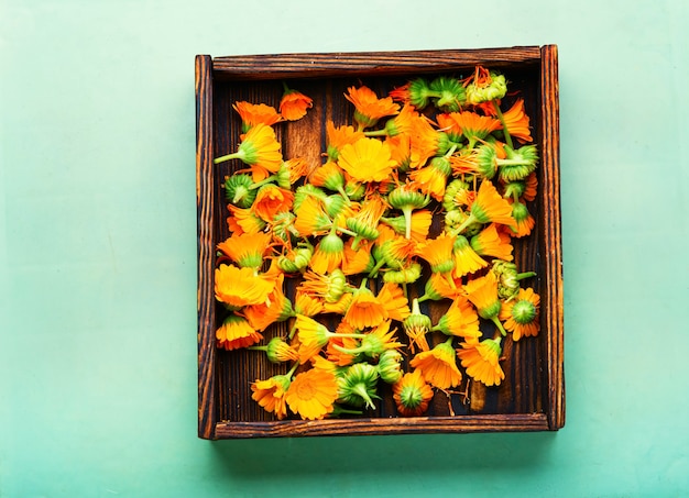 Fleurs de calendula en phytothérapie.Souci,herbes médicinales.Médecine d'herbes naturelles