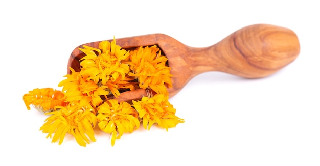 Fleurs de calendula séchées dans une cuillère en bois, isolées sur fond blanc. Pétales de Calendula officinalis. Herbes medicinales.