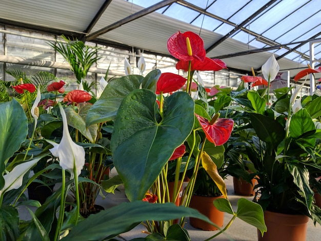 Fleurs De Callas En Serre à Vendre