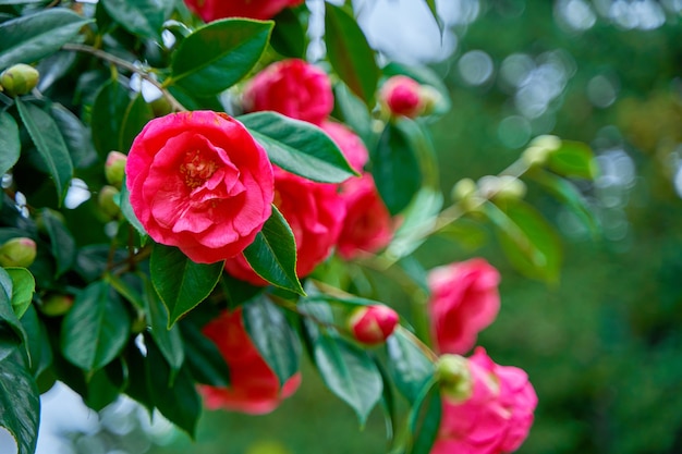 Fleurs de camélia en fleurs dans le parc de la ville.