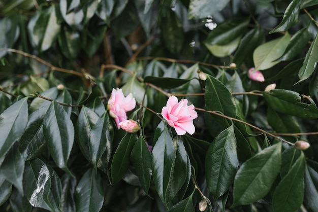 Fleurs de camélia rose sur un arbre à feuilles persistantes dans le parc