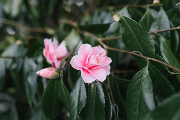 Fleurs de camélia rose sur un arbre à feuilles persistantes dans le parc