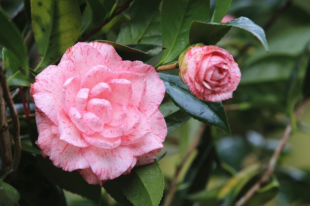 Fleurs de camélia roses en fleurs