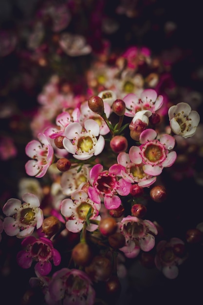 Fleurs de camélia