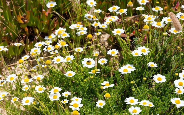 Fleurs de camomille blanches avec gros plan de coléoptères.