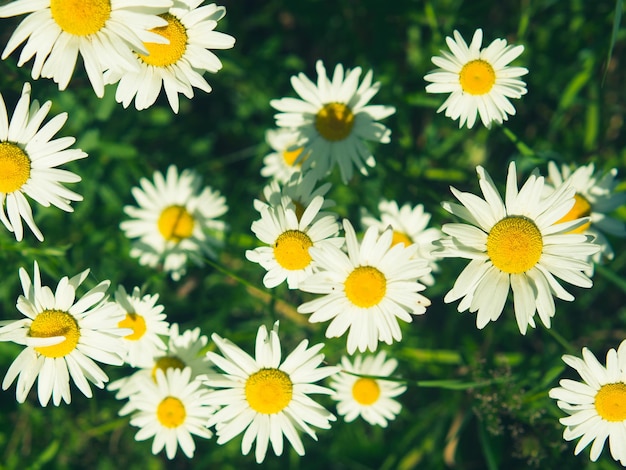 Fleurs de camomille blanches lumineuses dans le contexte d'un paysage d'été