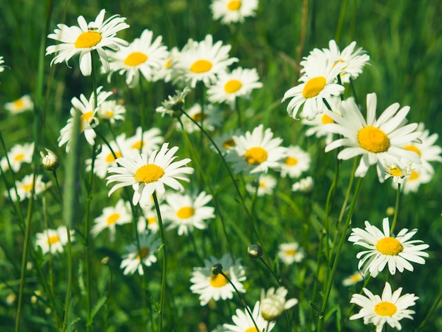 Fleurs de camomille blanches lumineuses dans le contexte d'un paysage d'été